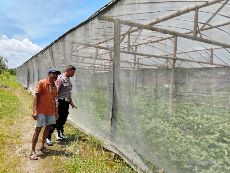 Siap Topang Ketahanan Pangan, Polsek Wonoayu Apresiasi Perkembangan Sayur Sawi Organik Warga